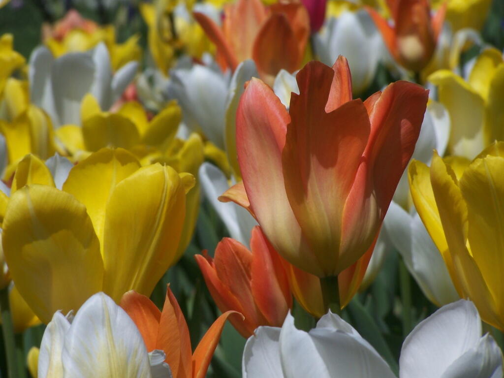 Photo: White, Orange, Red Tulips