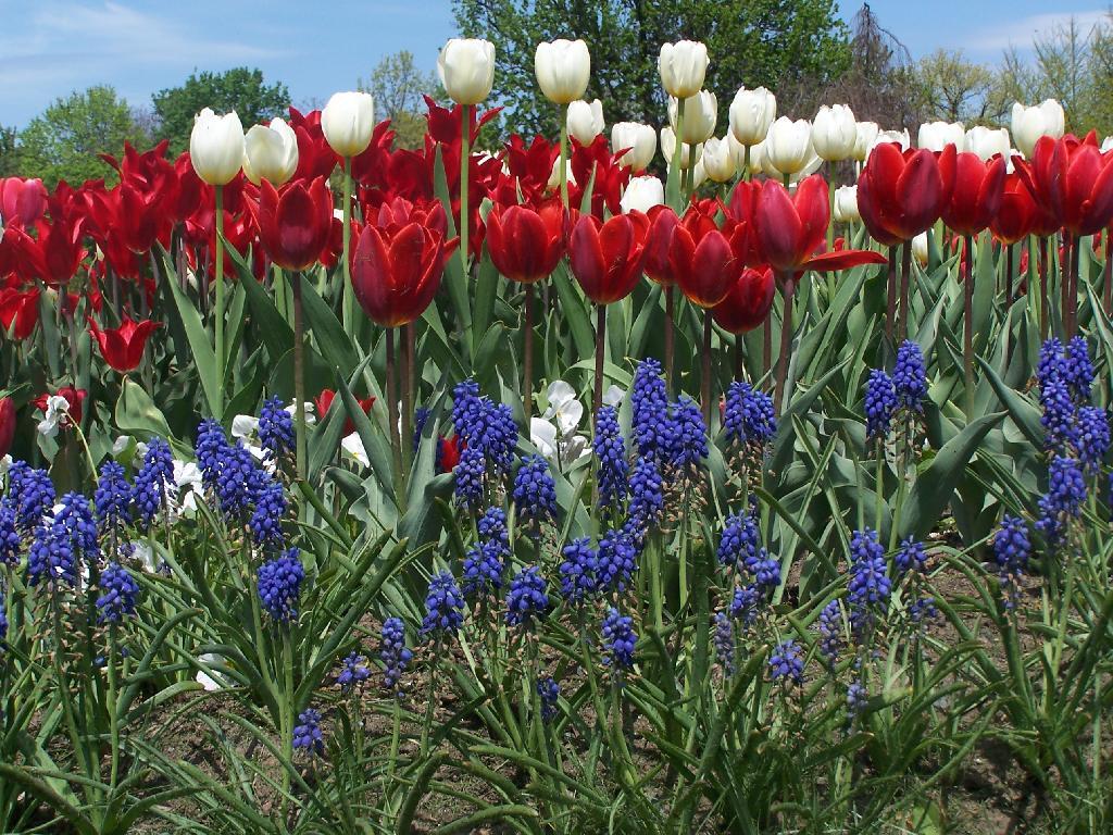 Photo: Red, White, and Blue