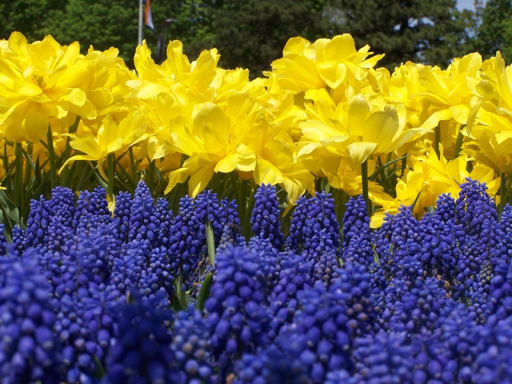 Photo: Blue and Yellow