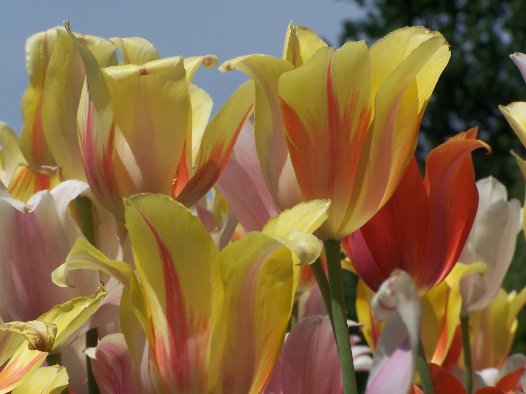 Photo: Yellow Orange and Blue