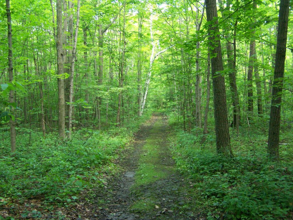 Photo: Unmarked Woods Road Photo: Unmarked Woods Road