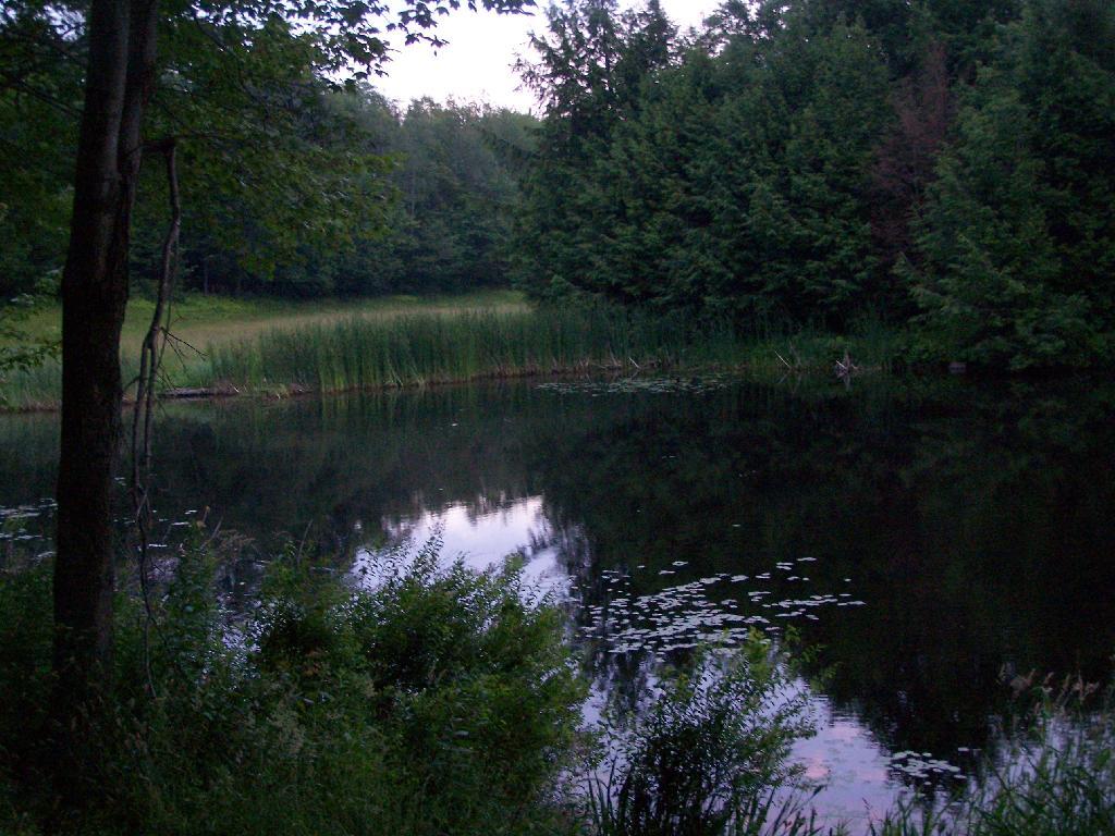 Photo: Edge of Pond Photo: Edge of Pond