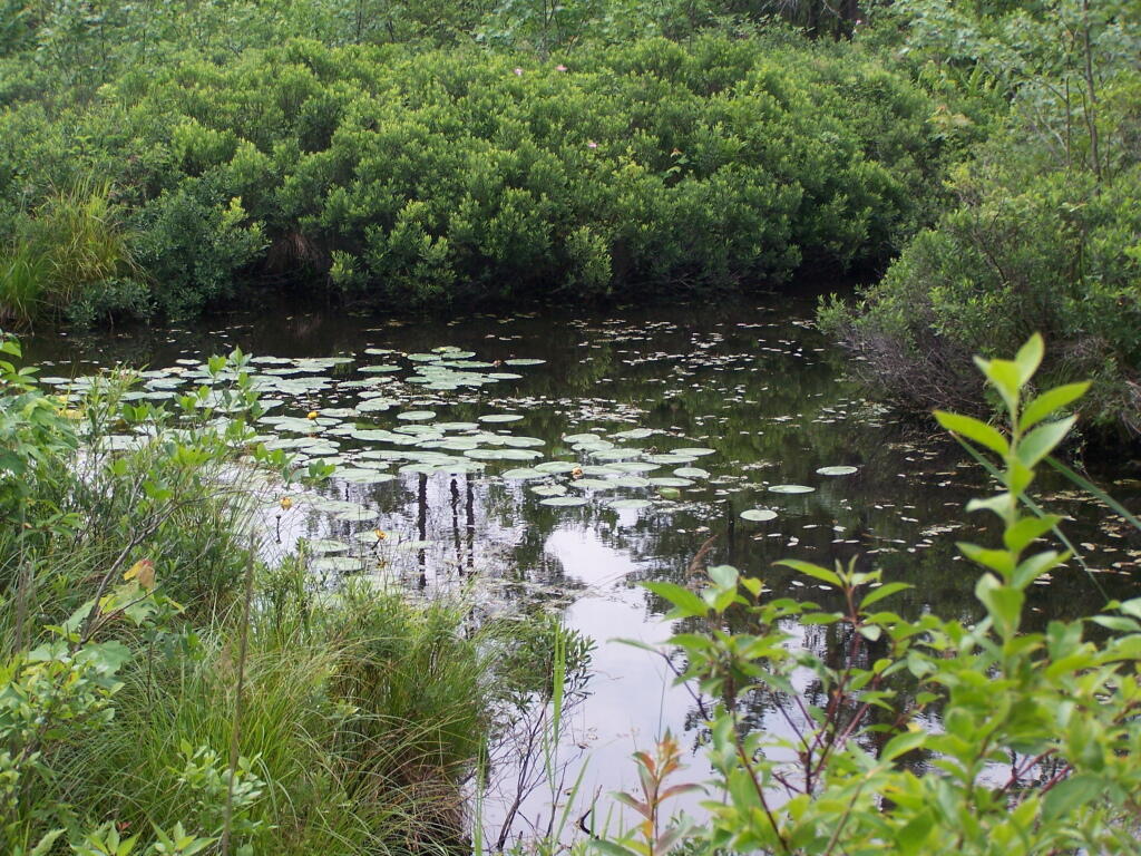 Photo: Marsh & Blueberry Bushes