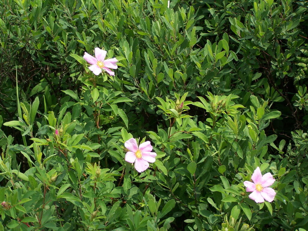 Photo: Flowers