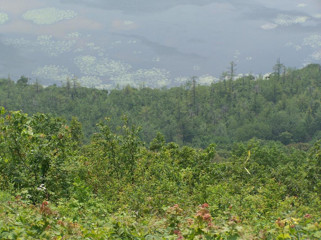 Photo: Looking Down at Edge of Pond