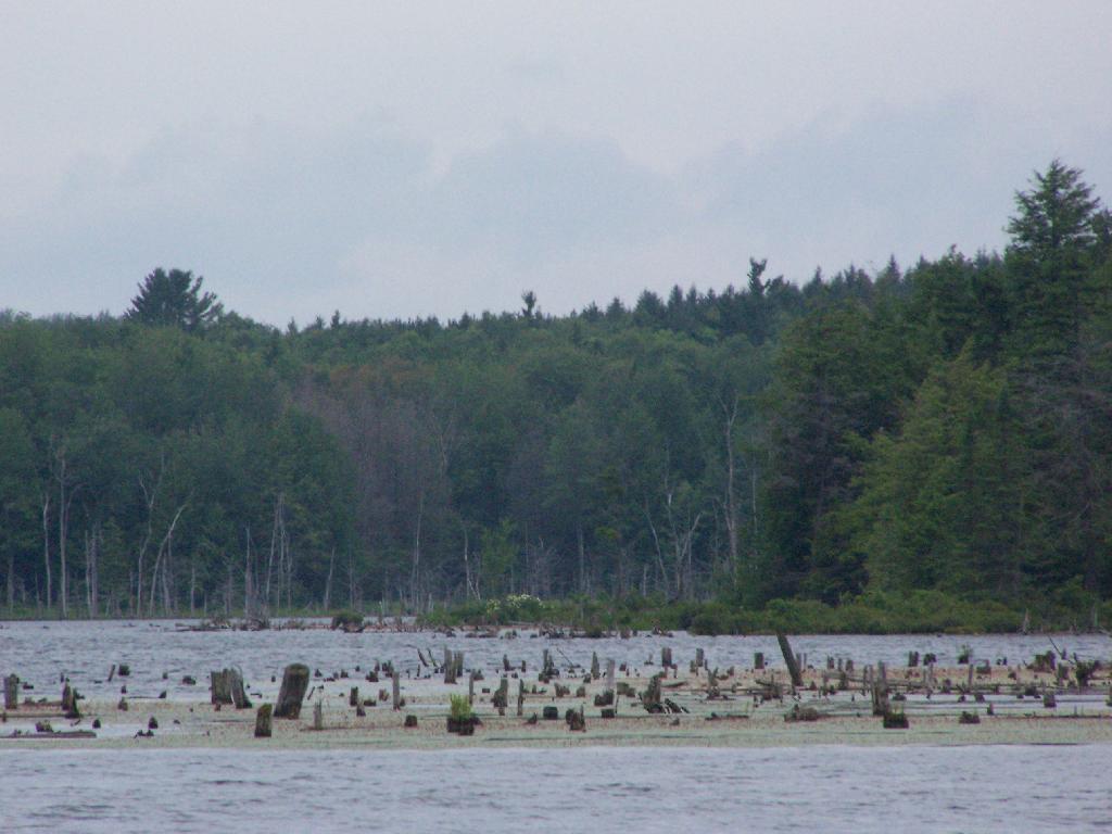 Photo: Marsh