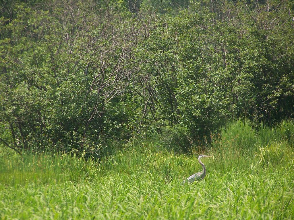 Photo: Great Blue Heron