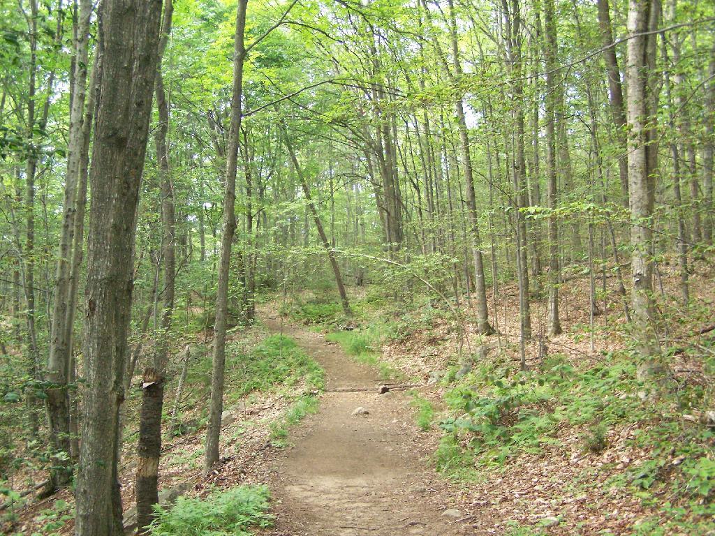 Photo: Trail Follows Old Woods Road Photo: Trail Follows Old Woods Road