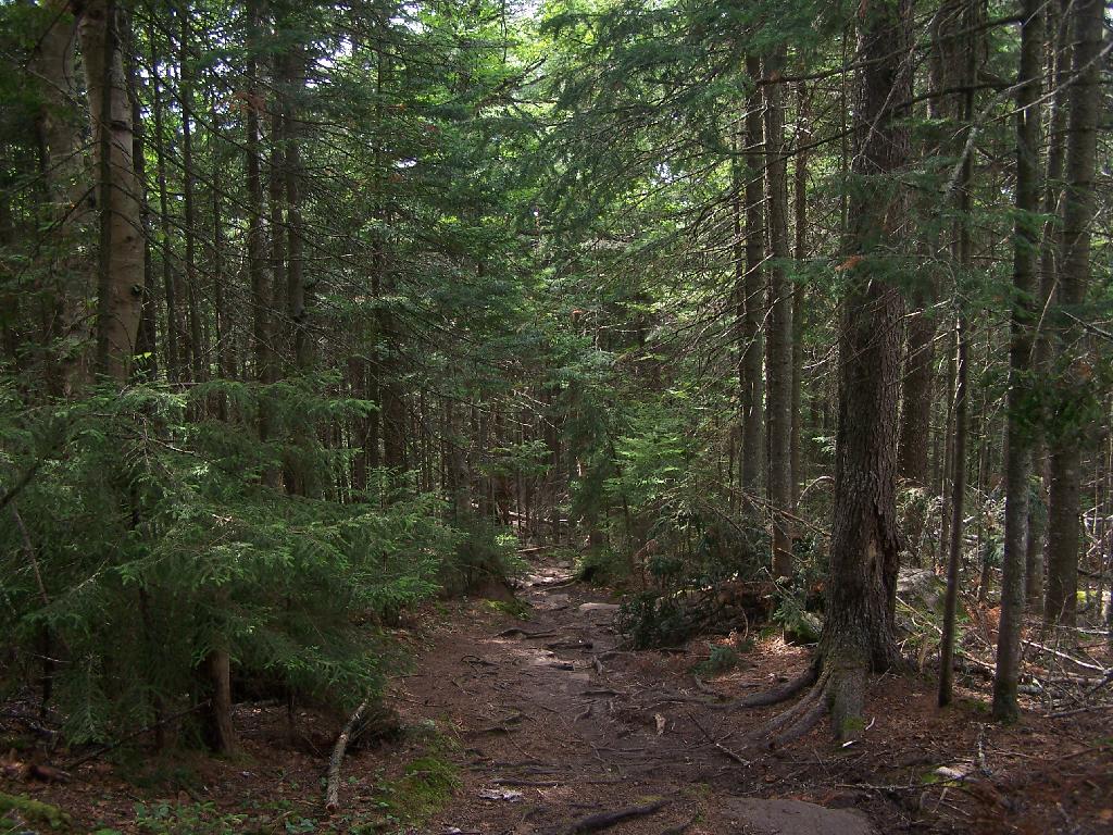 Photo: Thick White Pines Photo: Thick White Pines