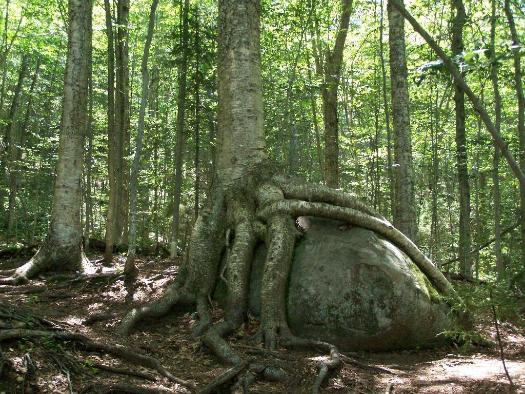 Photo: Tree Grown Over Rock Photo: Tree Grown Over Rock