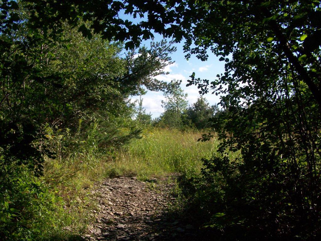 Photo: Entering a Clearing Photo: Entering a Clearing
