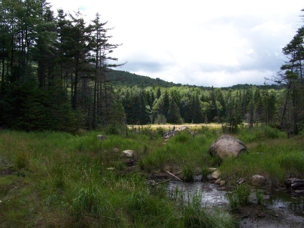 Photo: Swamp Near Wakley Photo: Swamp Near Wakley