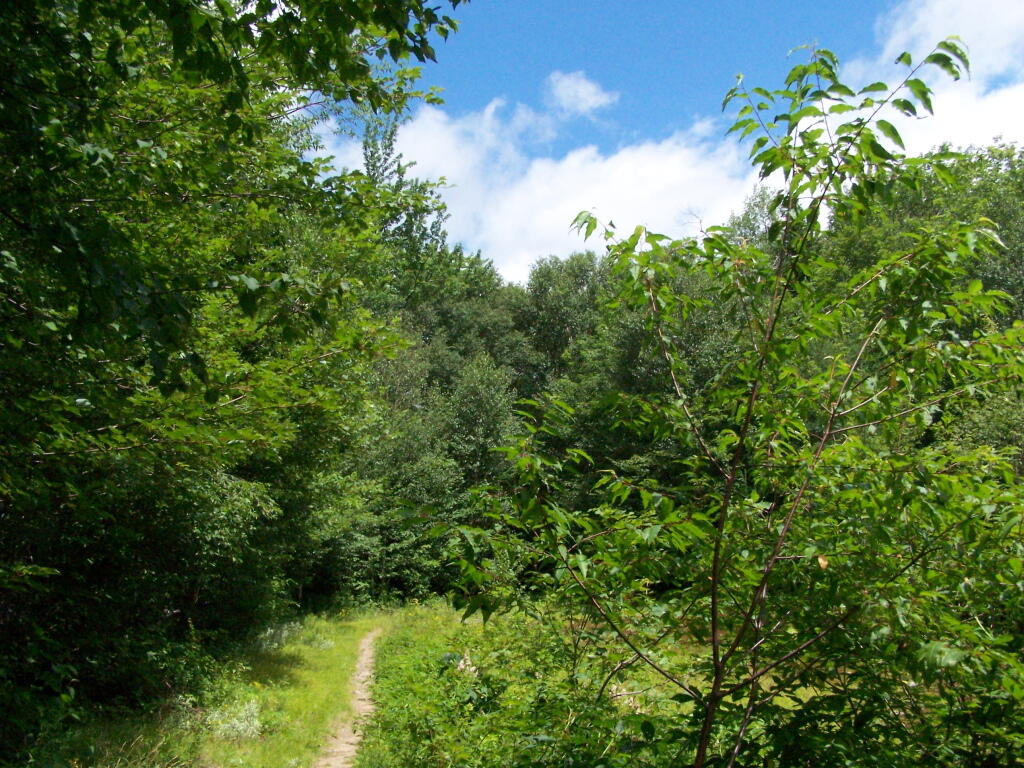Photo: Meadow Along Wakely Trail Photo: Meadow Along Wakely Trail