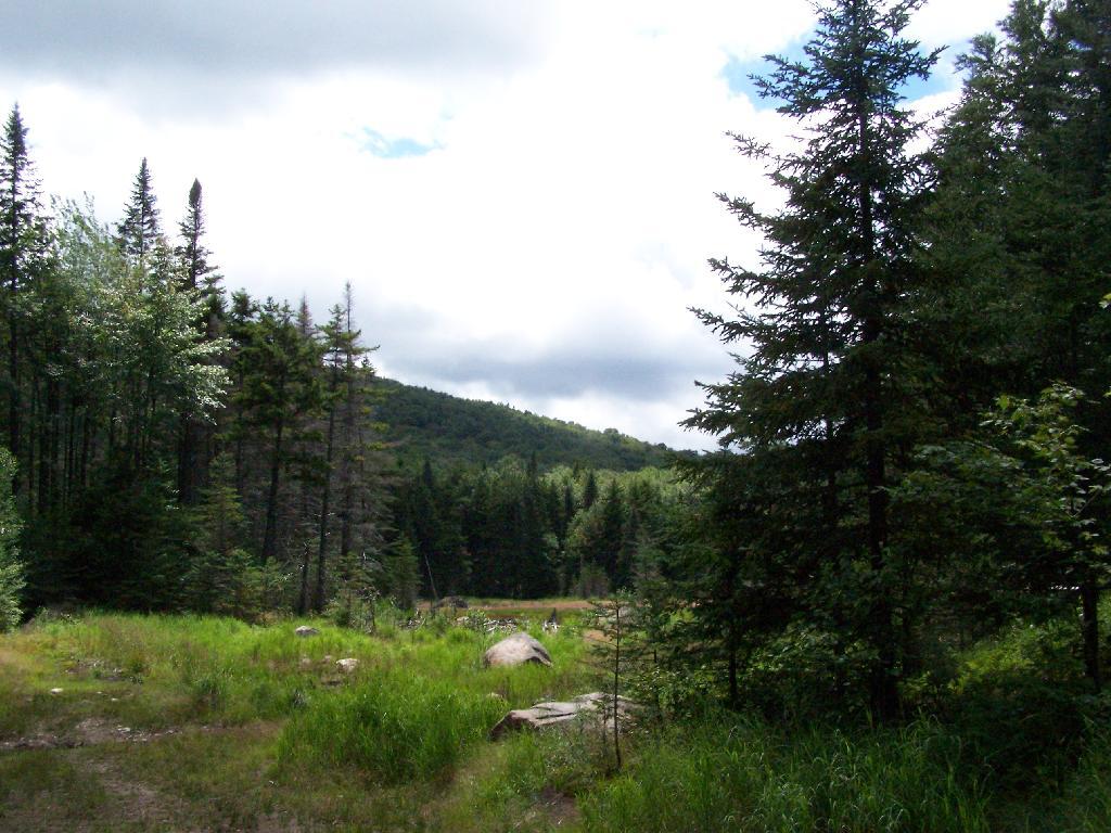 Photo: Swamp Between Payne and Wakely