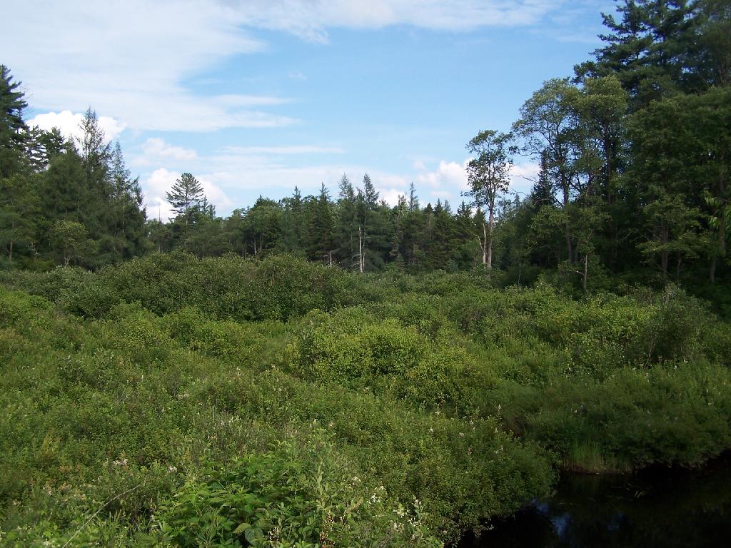 Photo: Swamp Along Otter Brook Road