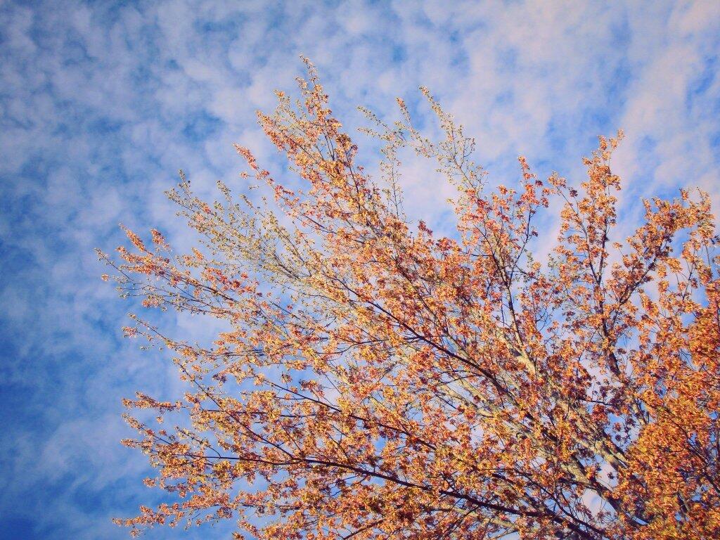 Photo: Tree Photo: Tree