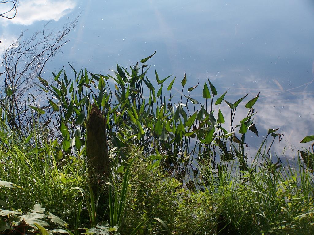 Photo: Lillies at Jessup River Photo: Lillies at Jessup River