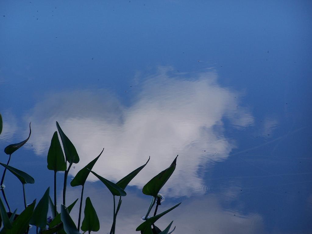 Photo: Lillies