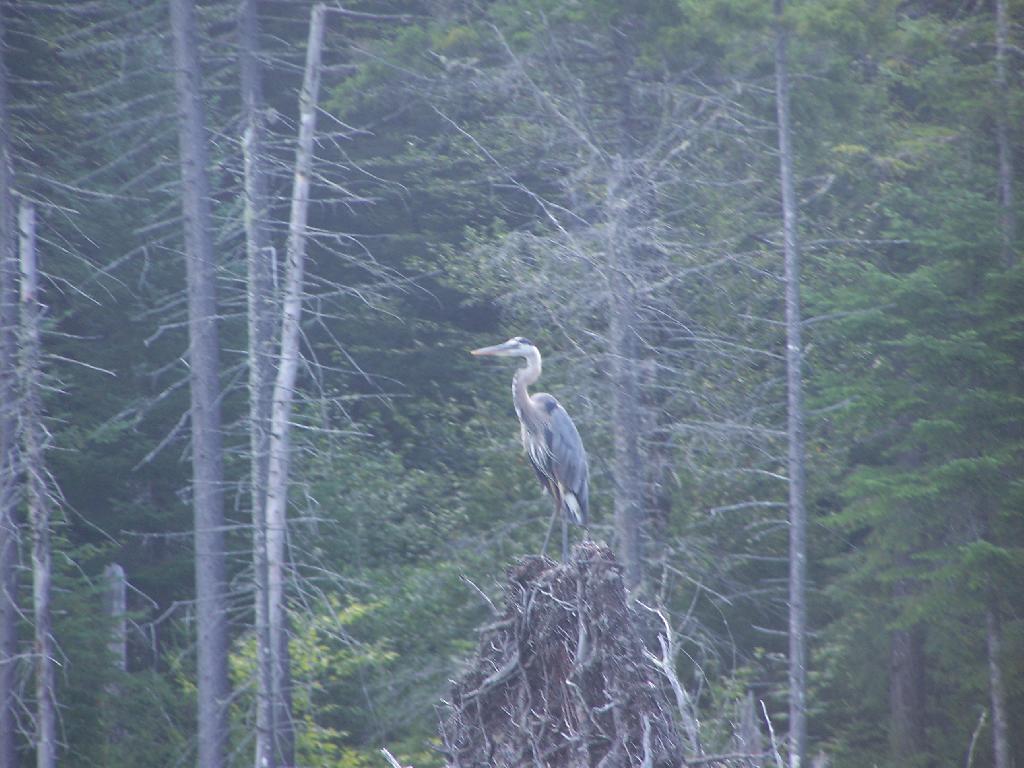 Photo: Great Blue Heron on a Stump