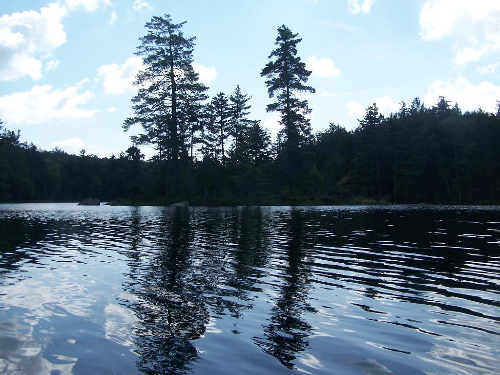 Photo: Pine Trees Reflect On Mason Lake