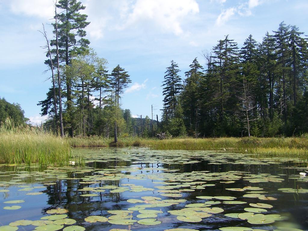 Photo: Paddling Thru the Pond Lillies