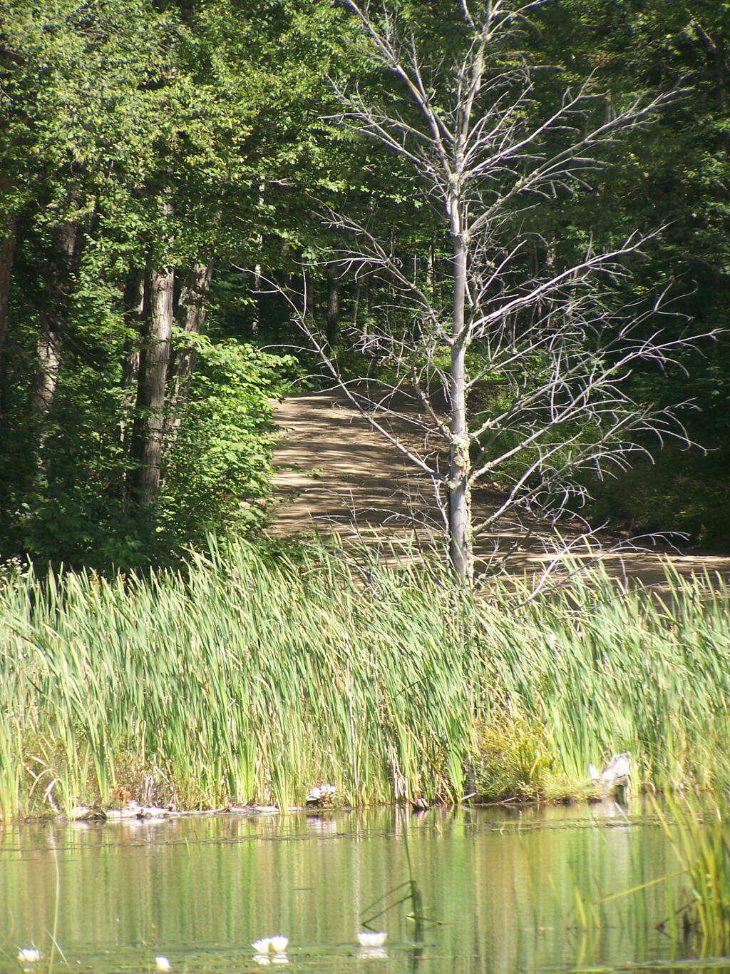 Photo: Jessup River Road