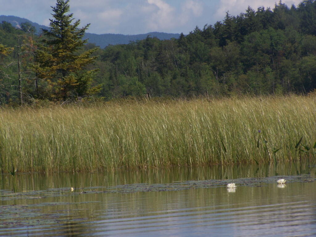 Photo: North Across Mason Lake