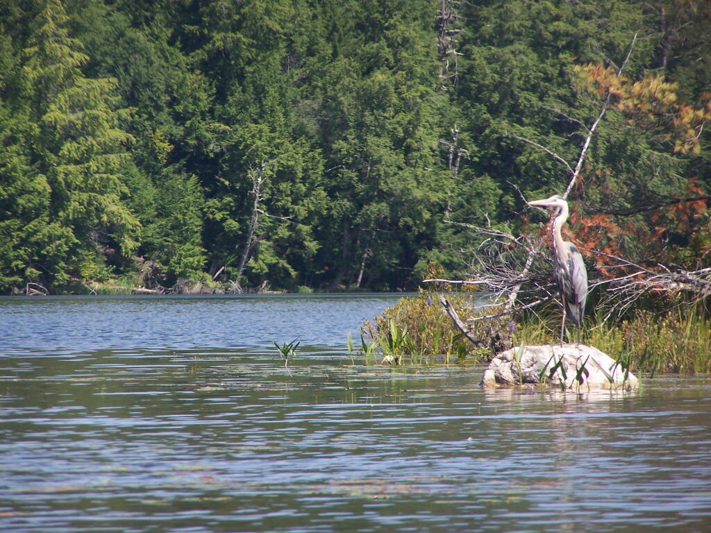 Photo: Great Blue Heron