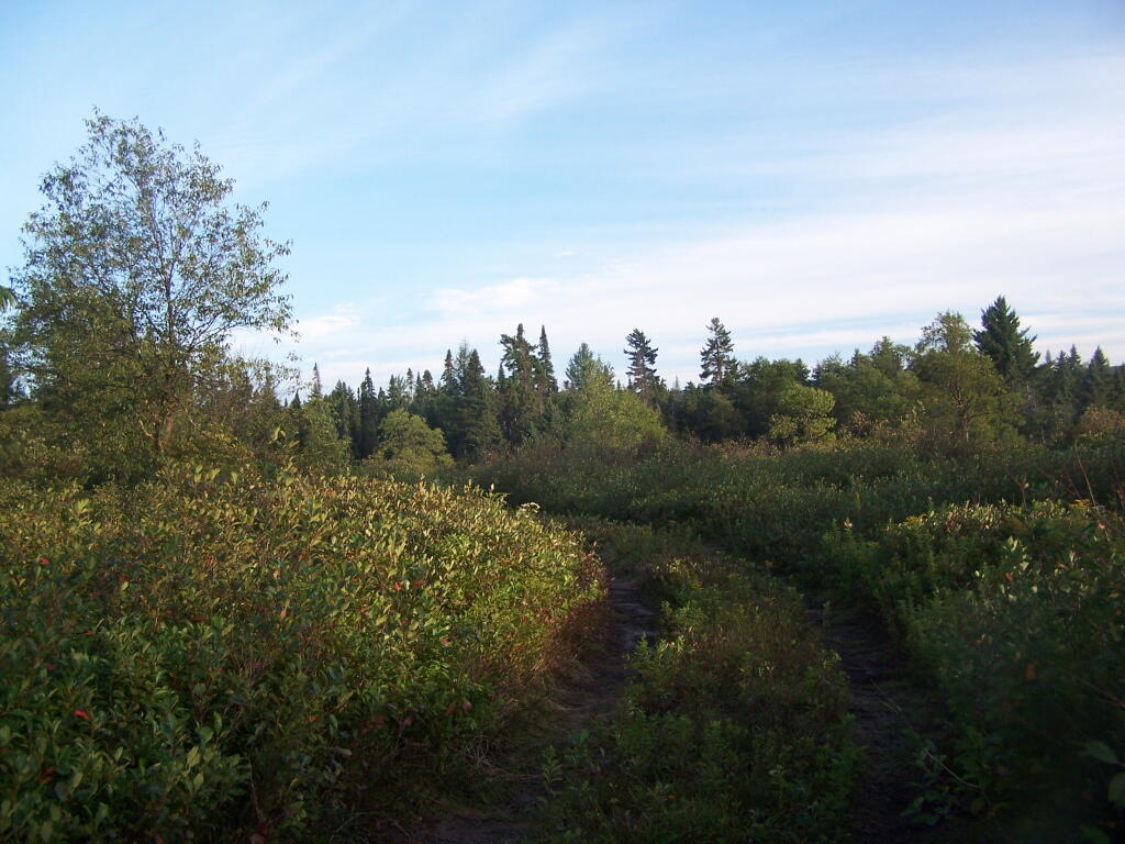 Photo: Wild Blueberry Fields