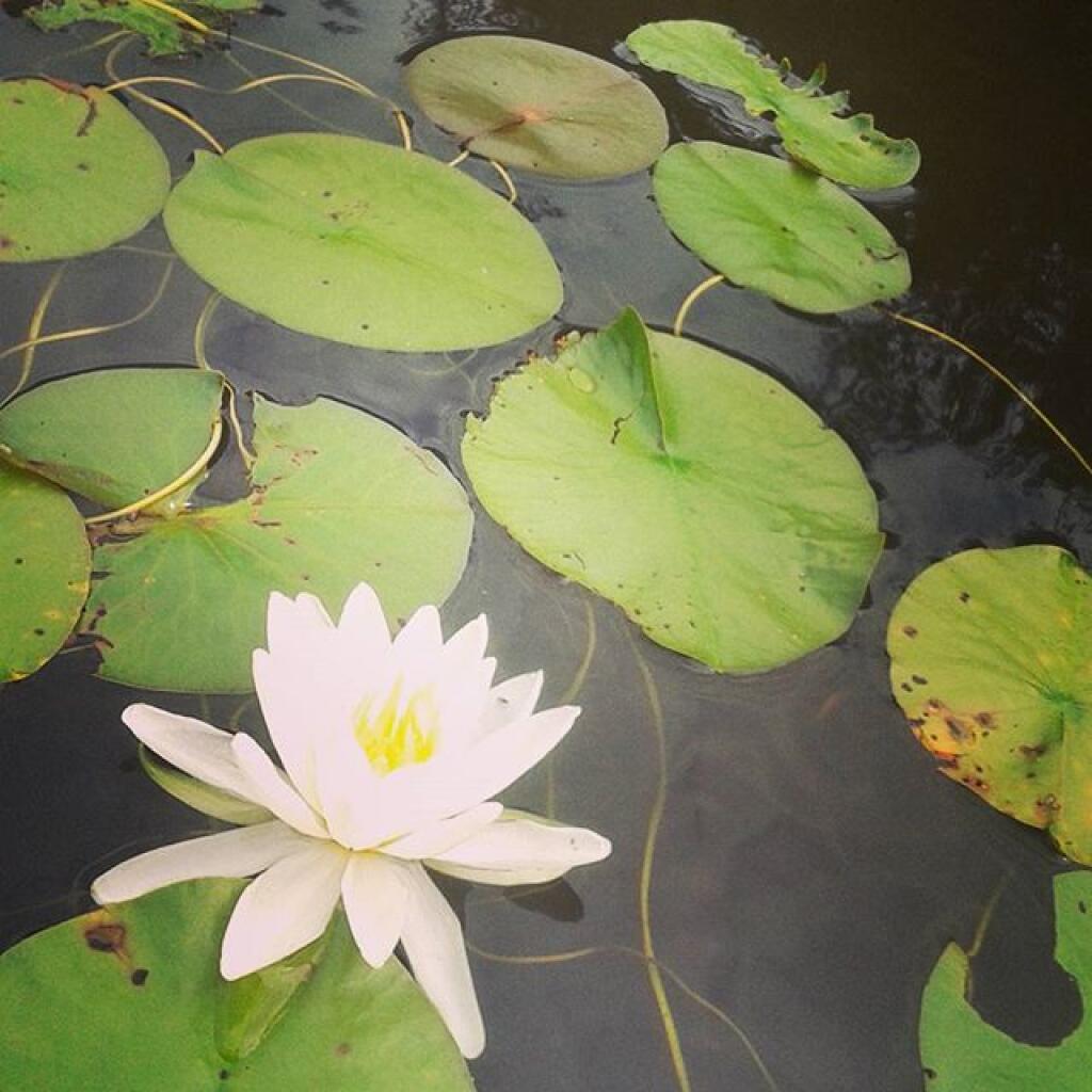 Photo: Pond Lilly