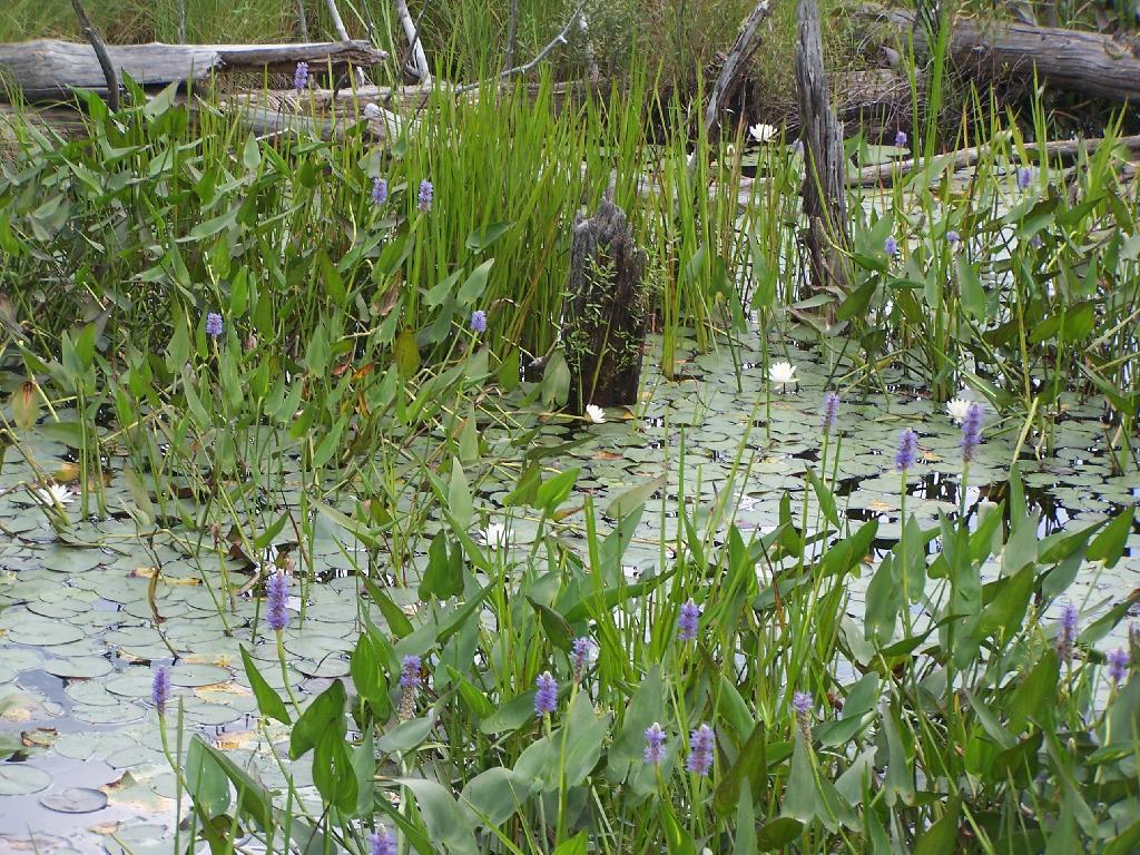 Photo: Swamp Across from East Pond