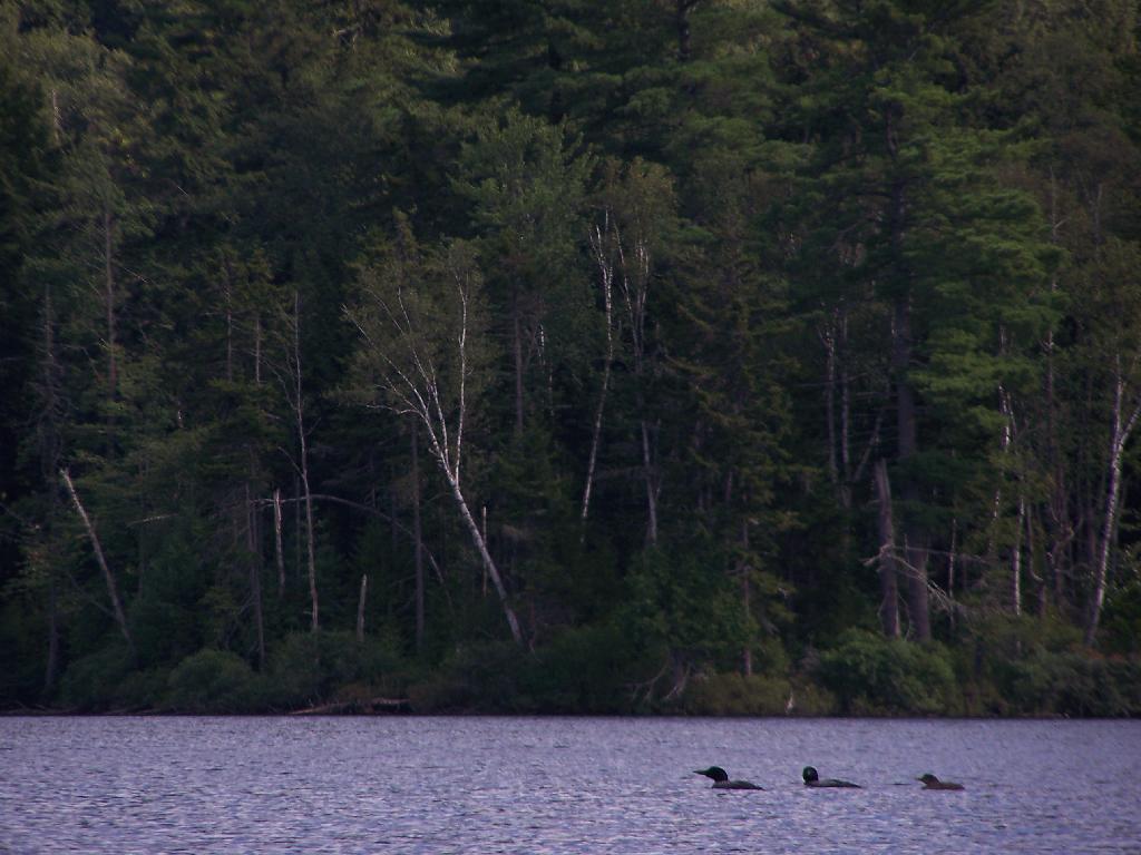 Photo: Loons