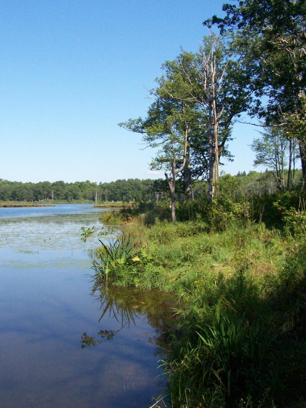 Photo: Shoreline of Rossman Pond