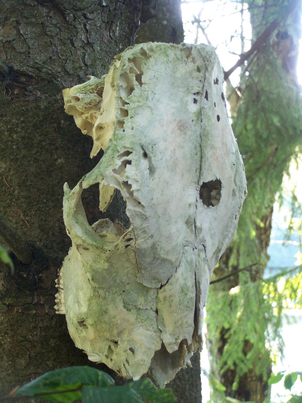 Photo: Cattle Skull