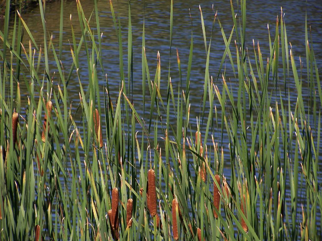 Photo: Cattails