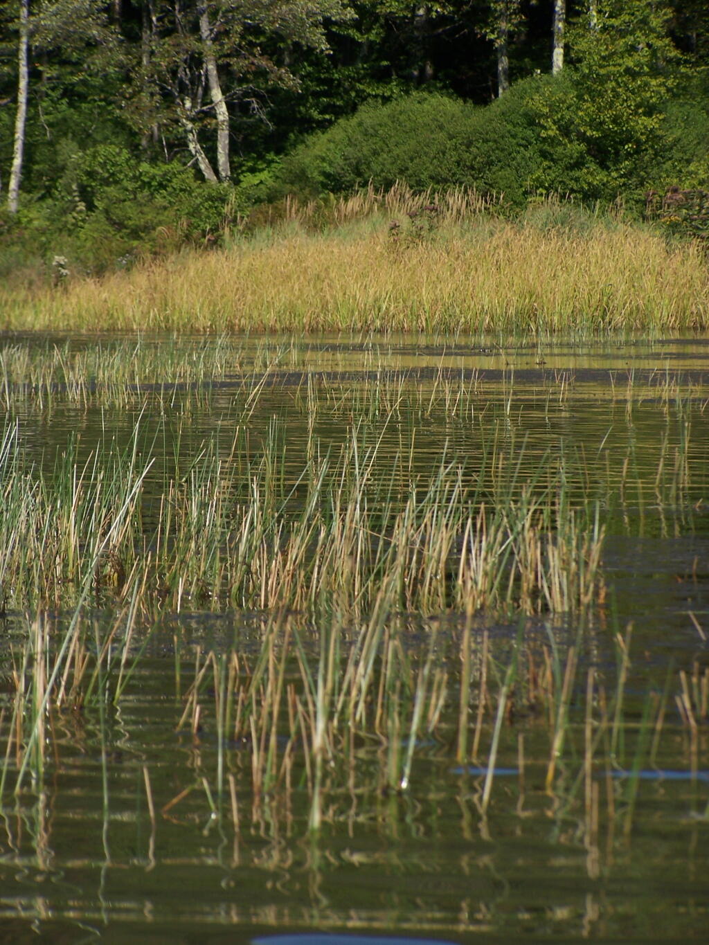 Photo: Grass in the Lake Photo: Grass in the Lake