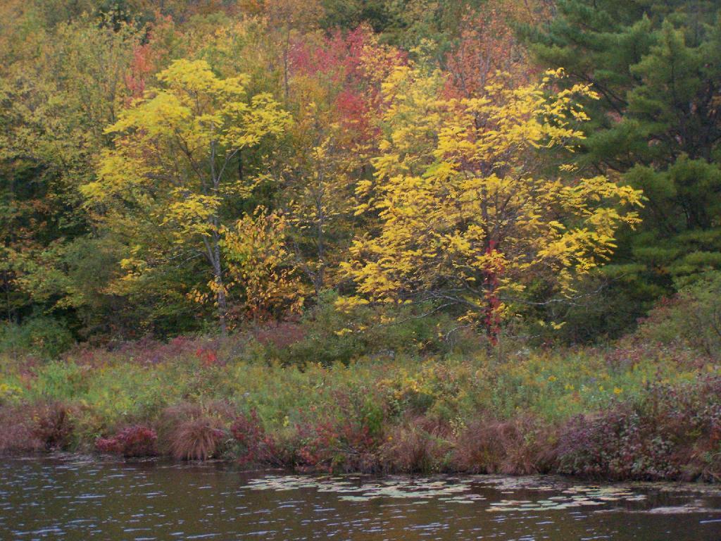 Photo: Trees Along Kayak Put In