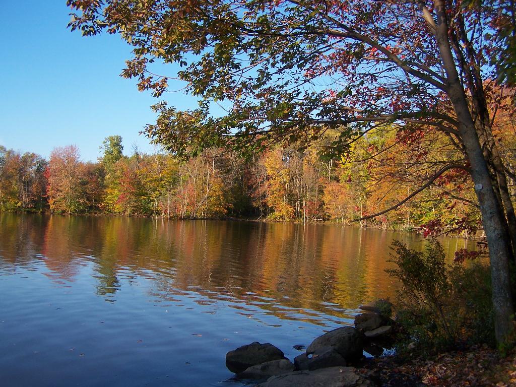 Photo: Edge of Lake from Jackson Road