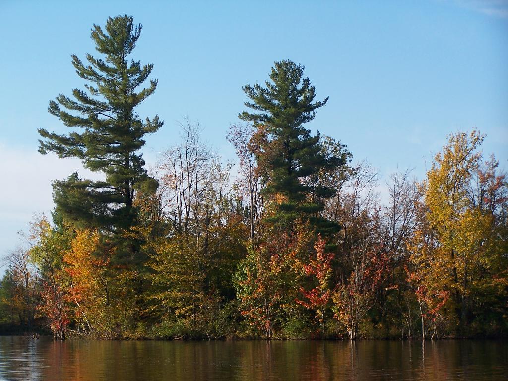 Photo: Tall Pines