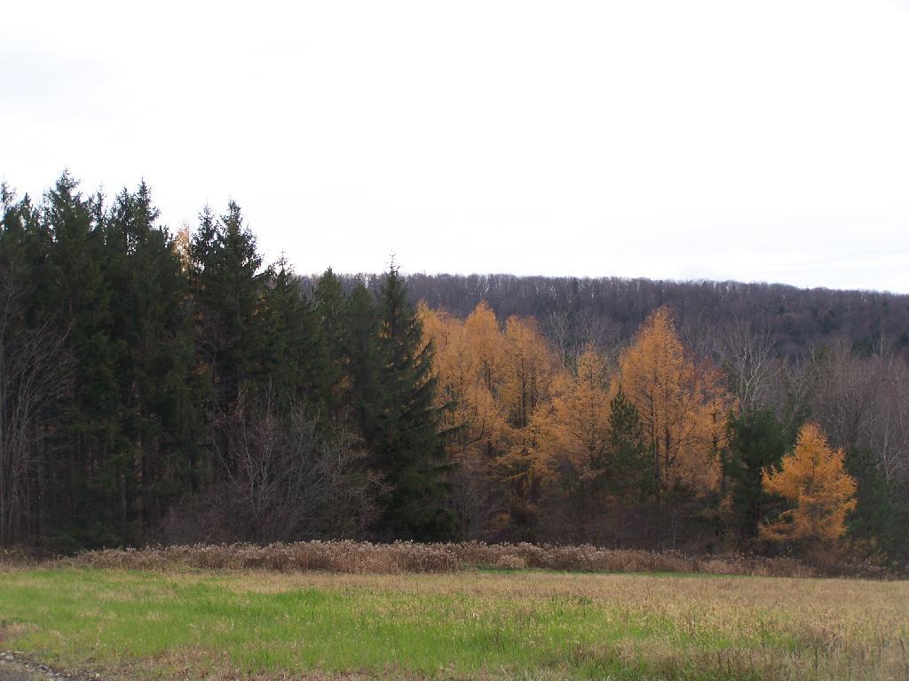 Photo: Aspens Along Road Photo: Aspens Along Road