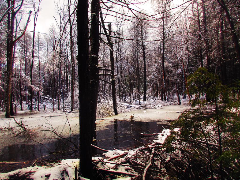 Photo: Beaver Swamp Photo: Beaver Swamp