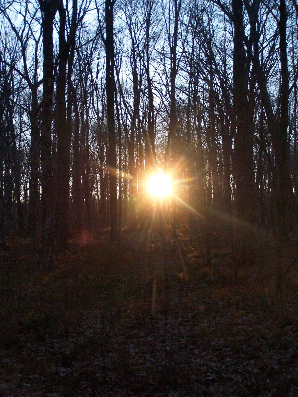 Photo: Sun Peaks Thru Trees
