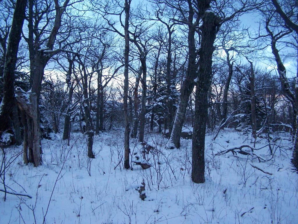 Photo: Woods on Top of Overlook