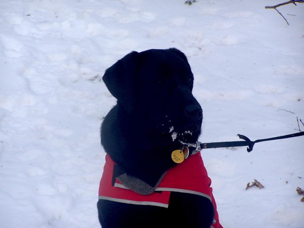 Photo: Dog Waits Patiently Photo: Dog Waits Patiently