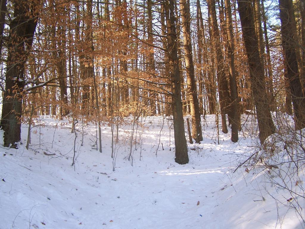 Photo: Through the Woods Photo: Through the Woods