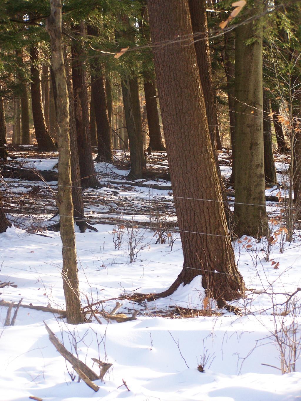 Photo: Electric Fence Photo: Electric Fence