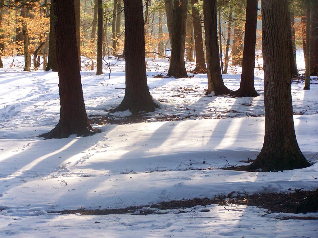 Photo: Snow Drifts in Woods Photo: Snow Drifts in Woods