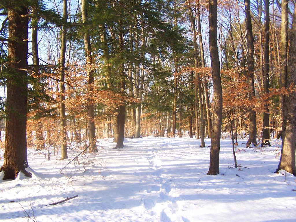 Photo: Through the Woods Photo: Through the Woods