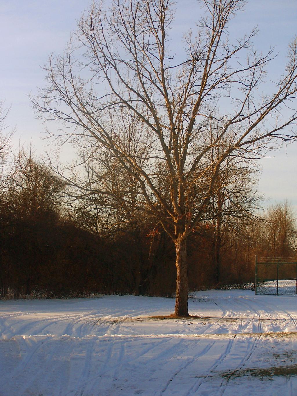 Photo: Tree Photo: Tree