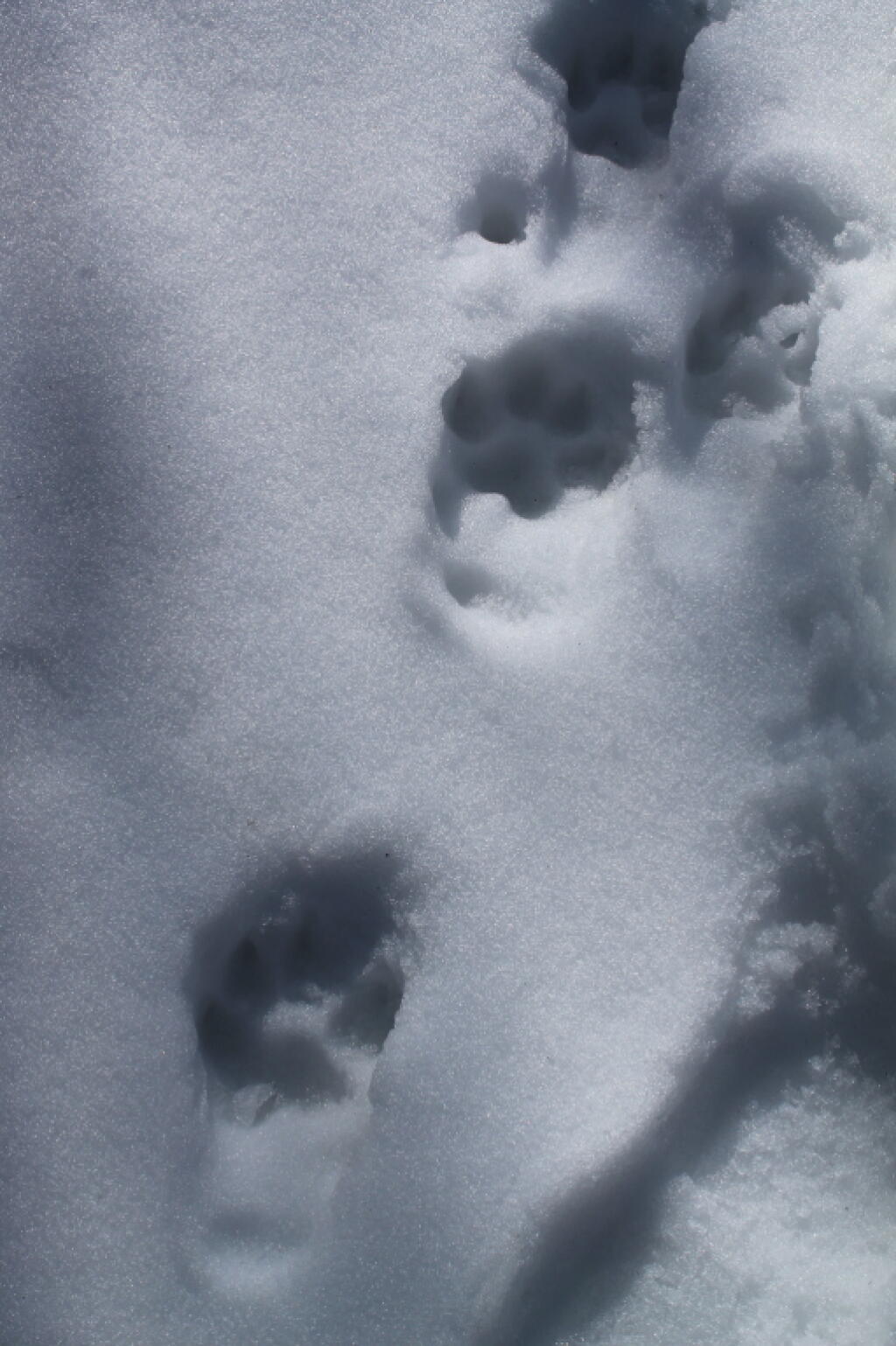 Photo: Bear Tracks Near the Lean-To Photo: Bear Tracks Near the Lean-To